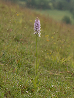 Dactylorhiza fuchsii